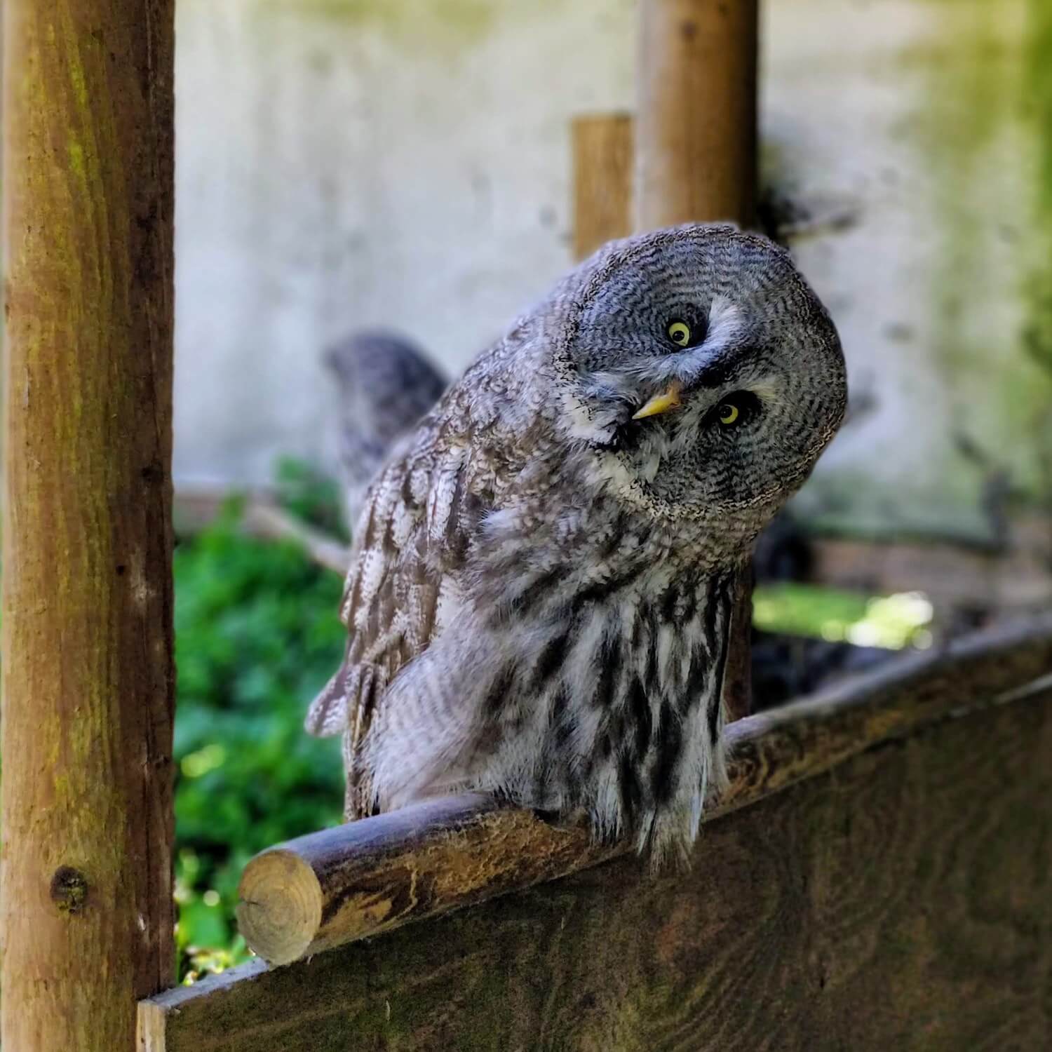 Deep Curiosity